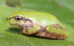 ニホンアマガエル