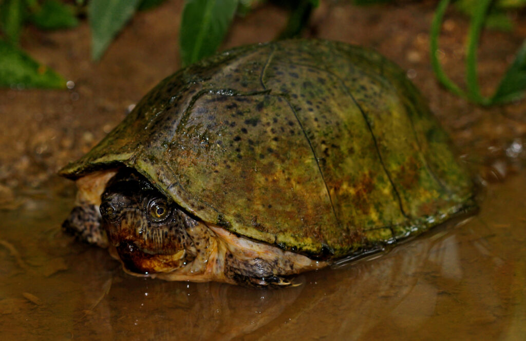 カブトニオイガメ