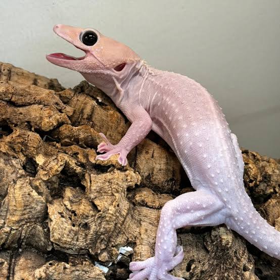 リューシスティック
