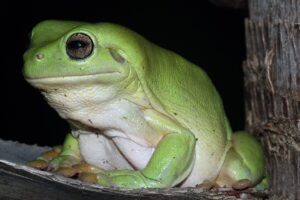 イエアメガエル（ホワイトツリーフロッグ）の成体